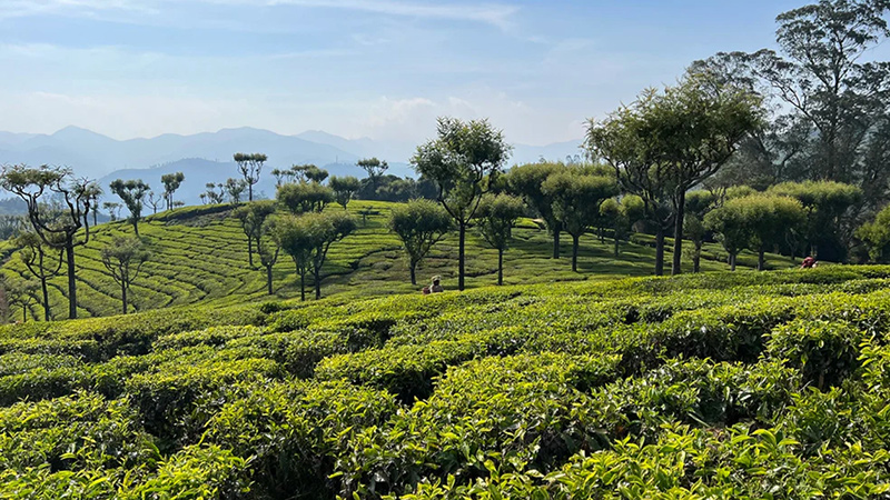 About Revolutionの写真 農園のイメージ